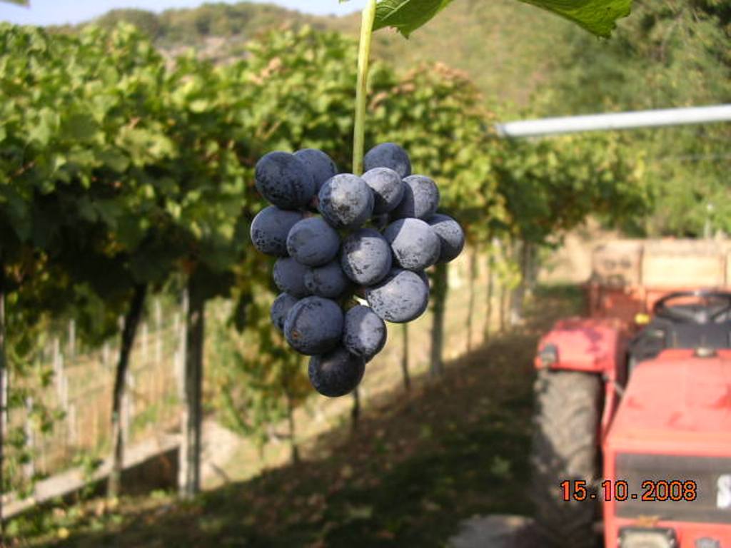Uva - Grapes